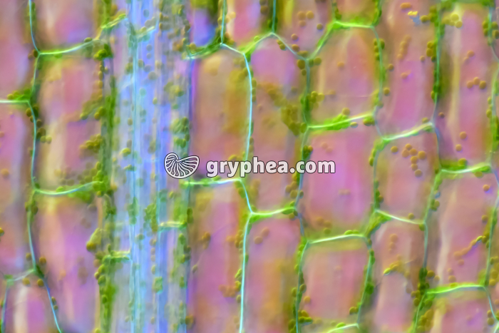 Cellules de feuille d'Elodée x70 - gryphea.org